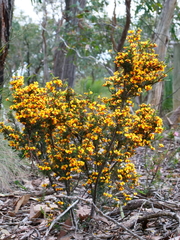 Dillwynia ramosissima