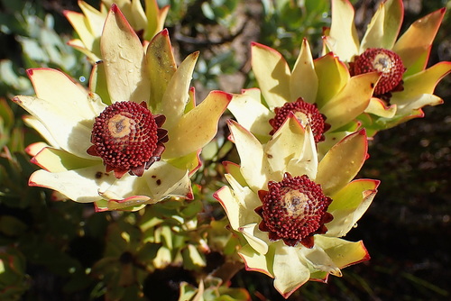 Image of Leucadendron procerum by no rights reserved