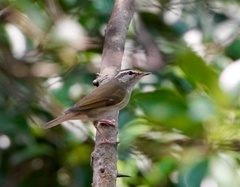 Phylloscopus tenellipes