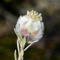 Leucadendron sericeum