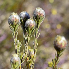 Leucadendron sericeum