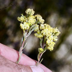 Leucadendron sericeum