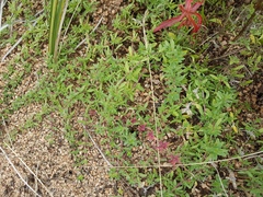 Thymus baicalensis