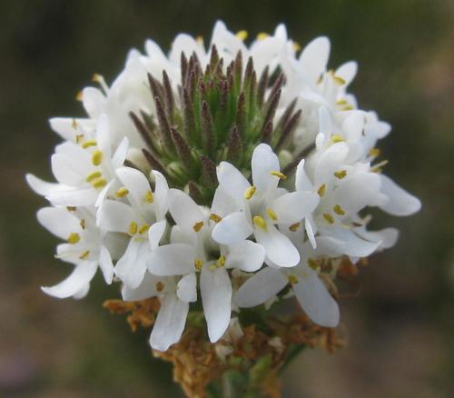 Selago mundii · iNaturalist