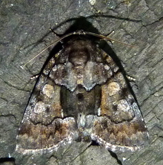 Chytonix sensilis