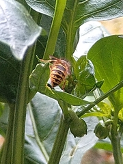 Vespula vulgaris