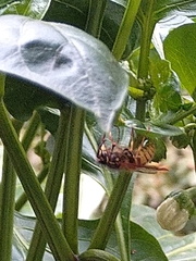 Vespula vulgaris