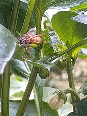 Vespula vulgaris