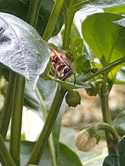 Vespula vulgaris