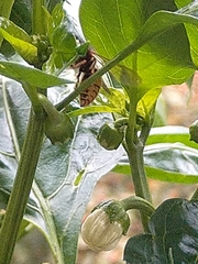 Vespula vulgaris