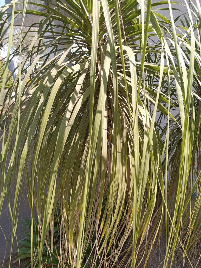 Ponytail Palm