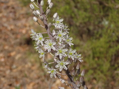 Drimia maritima