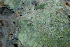 Ploiaria antipodum
