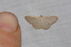 Scopula sublinearia