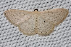 Scopula sublinearia