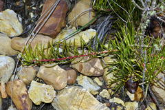 Protea witzenbergiana