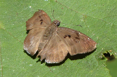 Tagiades insularis