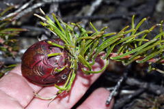 Protea witzenbergiana
