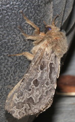 Oncopera intricoides