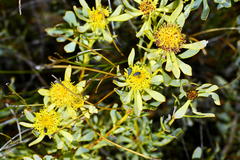 Leucadendron glaberrimum glaberrimum