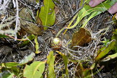 Protea scolopendriifolia