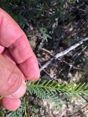 Acacia loroloba