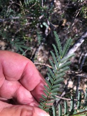 Acacia loroloba