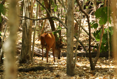 Cephalophorus natalensis