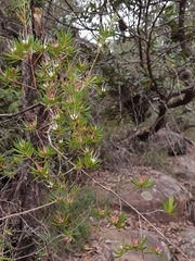 Darwinia procera