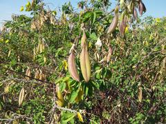 Crotalaria agatiflora