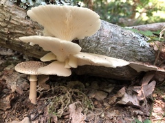 Pleurotus cornucopiae