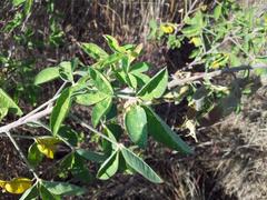 Crotalaria agatiflora