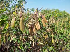 Crotalaria agatiflora
