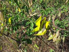 Crotalaria agatiflora