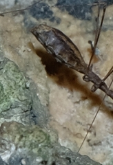 Ploiaria antipodum
