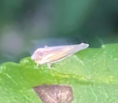 Omolicna