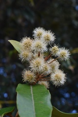 Backhousia leptopetala