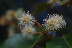 Backhousia leptopetala