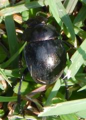 Chalconotus convexus