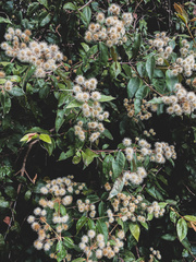 Backhousia leptopetala