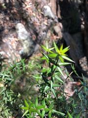 Alyxia ruscifolia