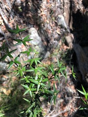 Alyxia ruscifolia