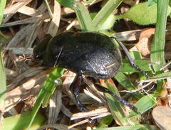 Chalconotus convexus