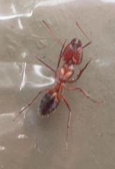 Camponotus robecchii rhodesianus