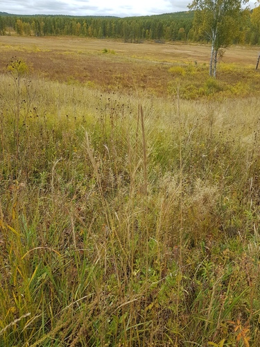Elymus dahuricus iNat (2)