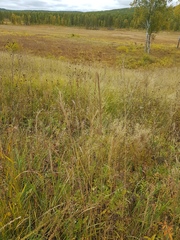 Elymus dahuricus