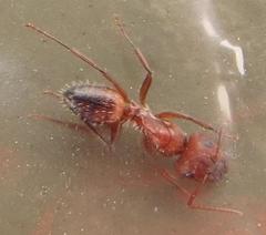 Camponotus robecchii rhodesianus