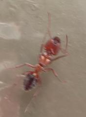 Camponotus robecchii rhodesianus