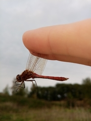 Sympetrum vulgatum
