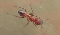Camponotus robecchii rhodesianus